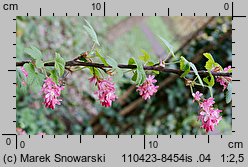 Ribes sanguineum (porzeczka krwista)