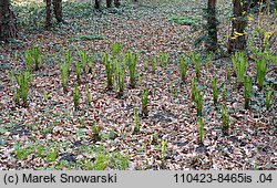 Matteuccia struthiopteris (pióropusznik strusi)