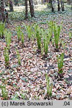 Matteuccia struthiopteris (pióropusznik strusi)