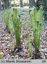 Matteuccia struthiopteris (pióropusznik strusi)