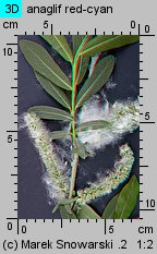 Salix purpurea (wierzba purpurowa)