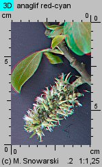 Salix cinerea (wierzba szara)
