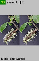Salix cinerea (wierzba szara)