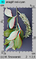 Salix caprea (wierzba iwa)