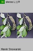 Salix caprea (wierzba iwa)