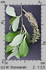 Salix caprea (wierzba iwa)