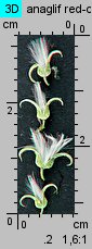 Salix cinerea (wierzba szara)