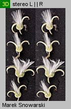 Salix cinerea (wierzba szara)