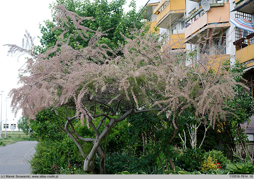 Tamarix tetrandra (tamaryszek czteropręcikowy)