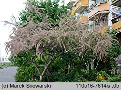 Tamarix tetrandra (tamaryszek czteropręcikowy)