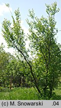 Salix caprea (wierzba iwa)