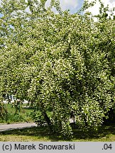 Padus serotina (czeremcha amerykańska)