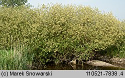 Salix triandra (wierzba trójpręcikowa)