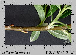 Salix triandra (wierzba trójpręcikowa)