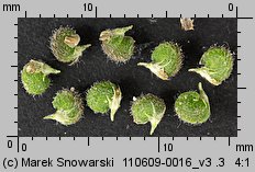 Medicago lupulina (lucerna nerkowata)