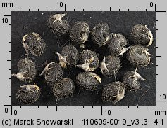 Medicago lupulina (lucerna nerkowata)