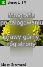 Trifolium campestre (koniczyna różnoogonkowa)