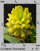 Trifolium campestre (koniczyna różnoogonkowa)