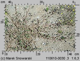 Medicago lupulina (lucerna nerkowata)