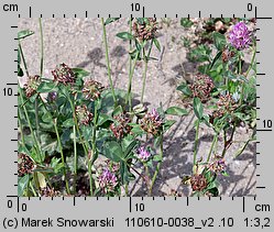 Trifolium pratense ssp. pratense (koniczyna łąkowa typowa)