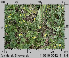 Trifolium campestre (koniczyna różnoogonkowa)