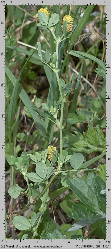 Trifolium campestre (koniczyna różnoogonkowa)