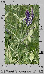 Vicia cracca (wyka ptasia)