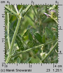 Vicia cracca (wyka ptasia)