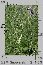 Vicia cracca (wyka ptasia)