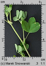 Trifolium campestre (koniczyna różnoogonkowa)