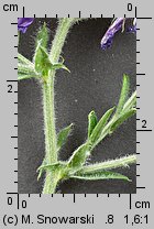 Vicia cracca (wyka ptasia)