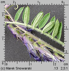 Vicia cracca (wyka ptasia)