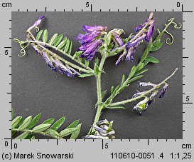 Vicia cracca (wyka ptasia)