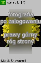 Trifolium campestre (koniczyna różnoogonkowa)
