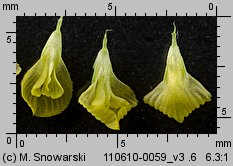 Trifolium campestre (koniczyna różnoogonkowa)