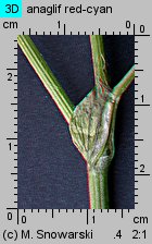 Trifolium pratense ssp. pratense (koniczyna łąkowa typowa)