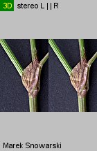 Trifolium pratense ssp. pratense (koniczyna łąkowa typowa)