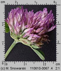 Trifolium pratense ssp. pratense (koniczyna łąkowa typowa)