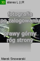 Trifolium pratense ssp. pratense (koniczyna łąkowa typowa)