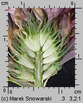 Trifolium pratense ssp. pratense (koniczyna łąkowa typowa)