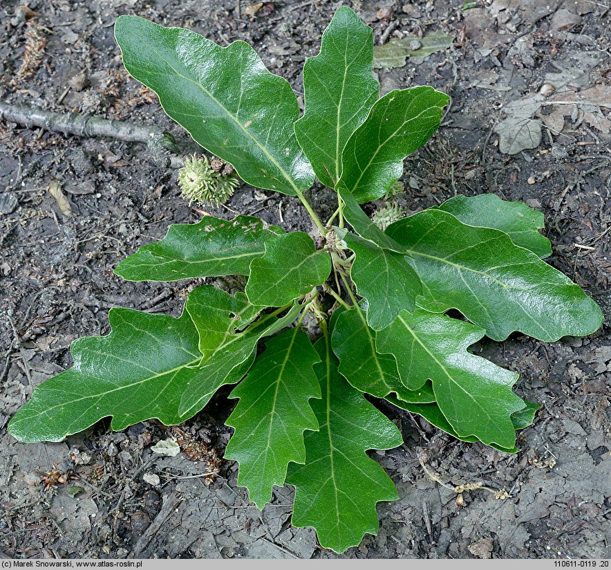 Quercus cerris (dąb burgundzki)