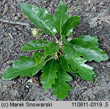 Quercus cerris (dąb burgundzki)