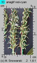 Salix fragilis (wierzba krucha)