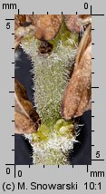 Salix fragilis (wierzba krucha)