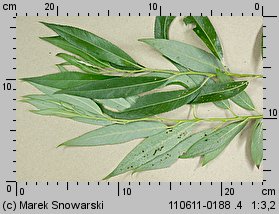 Salix fragilis (wierzba krucha)