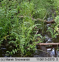 Berula erecta (potocznik wąskolistny)