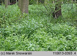 Berula erecta (potocznik wąskolistny)