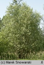 Salix alba (wierzba biała)