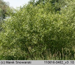 Salix triandra (wierzba trójpręcikowa)