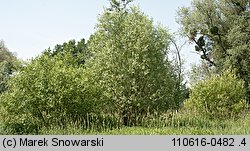 Salix alba (wierzba biała)